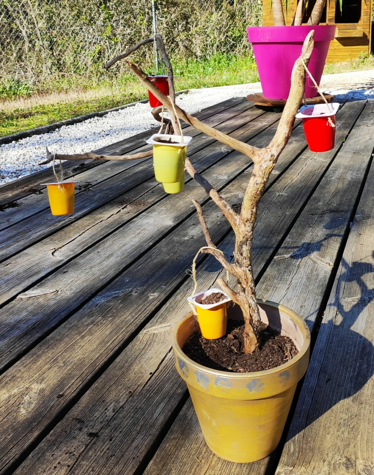 Arbre d'Ethan