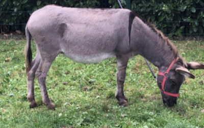 Porte ouverte du Relais avec la fermeuuuuh Buissonnière